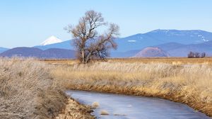 Preview wallpaper tree, meadow, river, grass, landscape