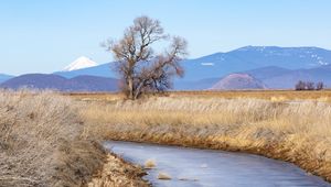 Preview wallpaper tree, meadow, river, grass, landscape