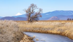 Preview wallpaper tree, meadow, river, grass, landscape