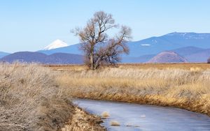 Preview wallpaper tree, meadow, river, grass, landscape