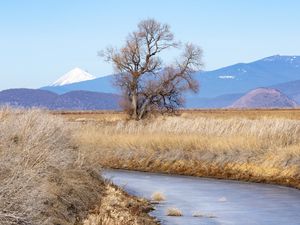 Preview wallpaper tree, meadow, river, grass, landscape