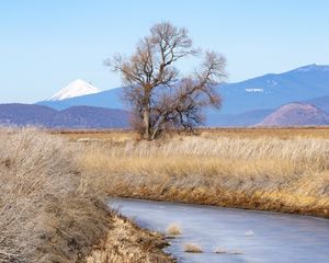 Preview wallpaper tree, meadow, river, grass, landscape