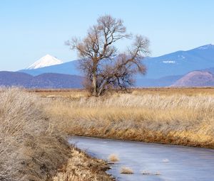 Preview wallpaper tree, meadow, river, grass, landscape