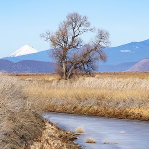 Preview wallpaper tree, meadow, river, grass, landscape