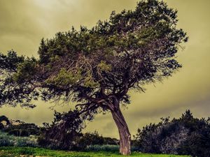 Preview wallpaper tree, meadow, summer