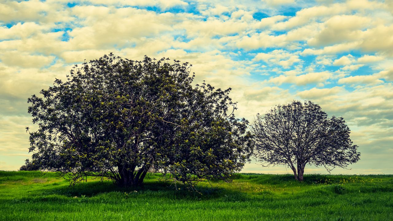 Wallpaper tree, meadow, summer