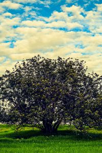 Preview wallpaper tree, meadow, summer