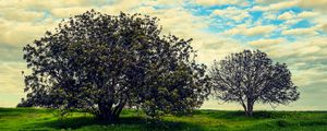 Preview wallpaper tree, meadow, summer