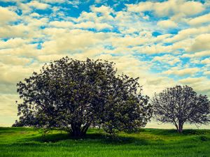 Preview wallpaper tree, meadow, summer