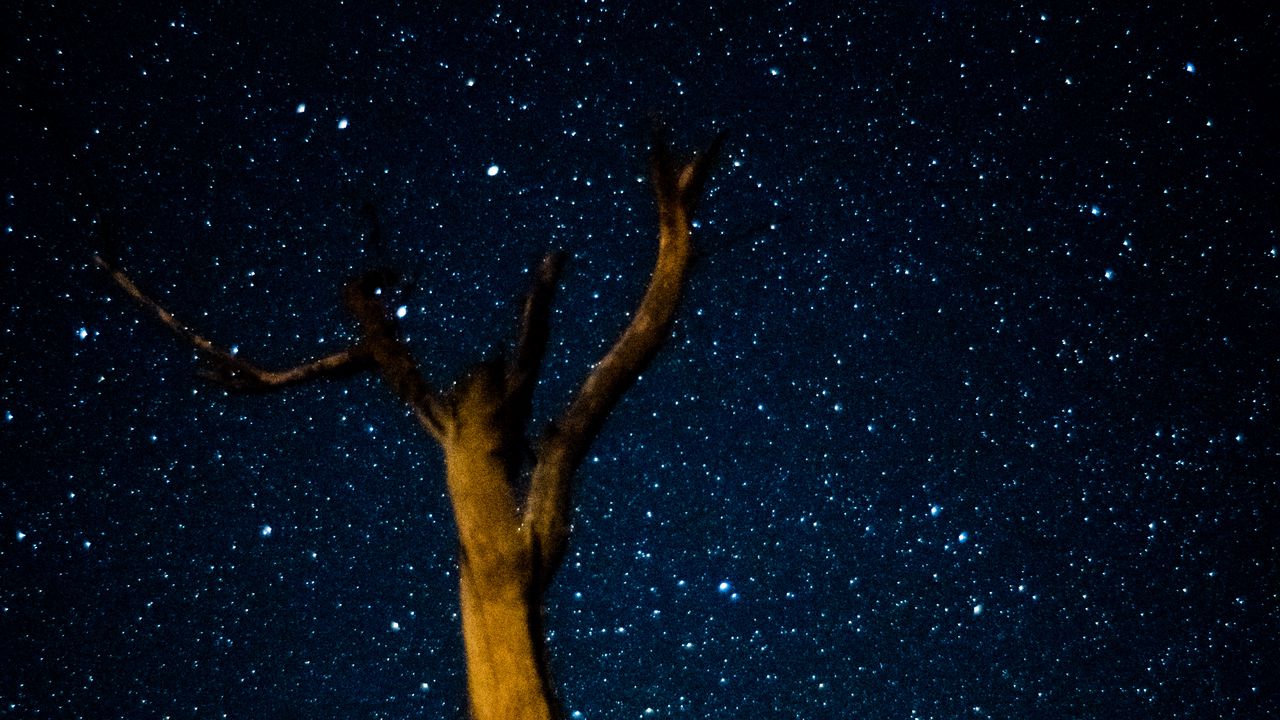 Wallpaper tree, milky way, starry sky, stars