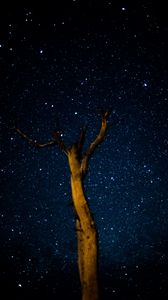 Preview wallpaper tree, milky way, starry sky, stars