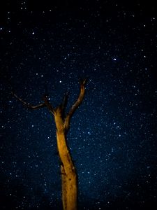 Preview wallpaper tree, milky way, starry sky, stars