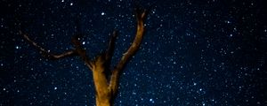 Preview wallpaper tree, milky way, starry sky, stars
