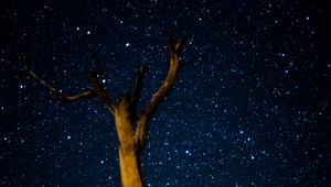 Preview wallpaper tree, milky way, starry sky, stars