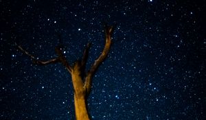 Preview wallpaper tree, milky way, starry sky, stars