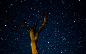 Preview wallpaper tree, milky way, starry sky, stars