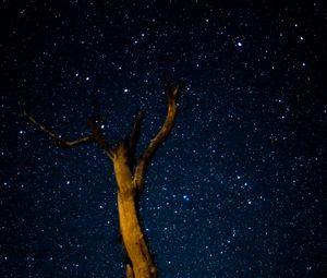 Preview wallpaper tree, milky way, starry sky, stars
