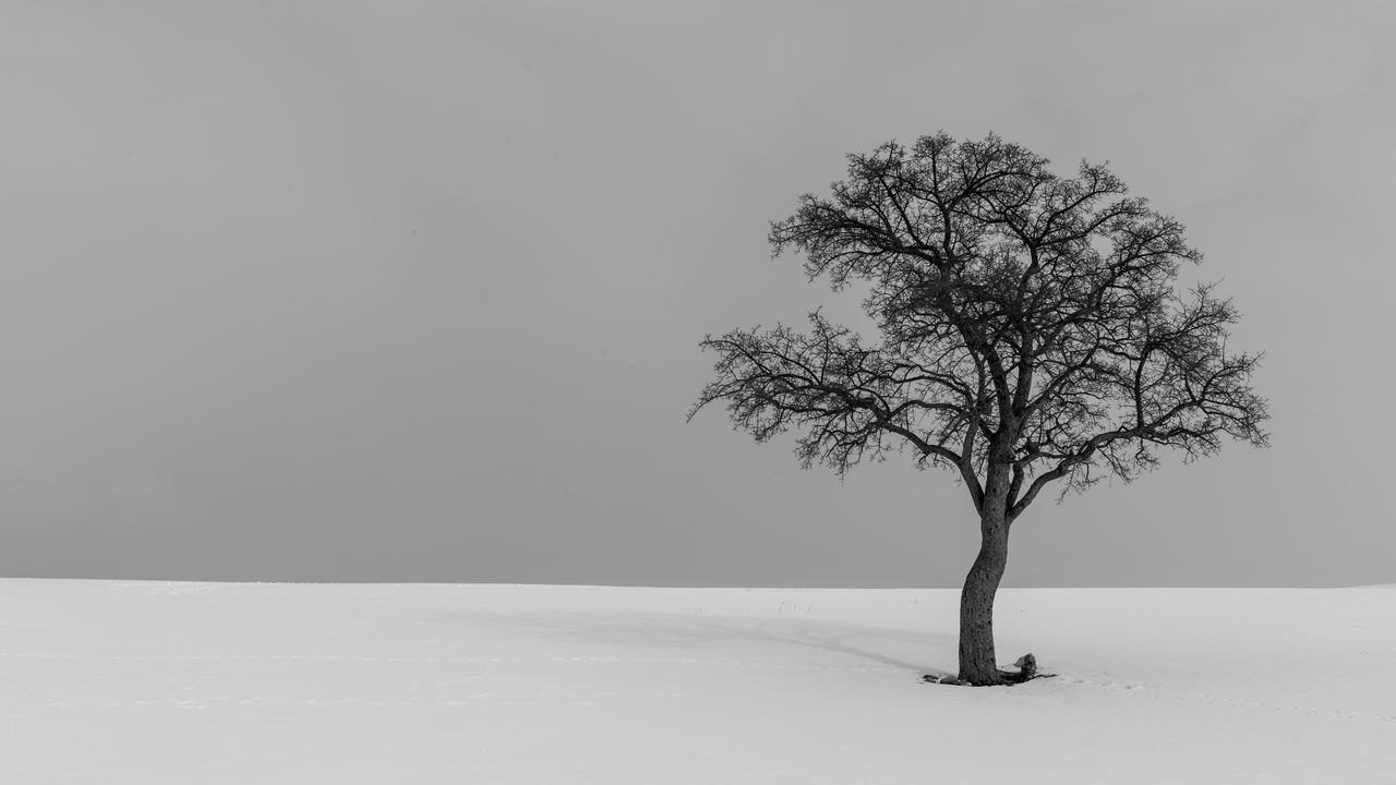 Wallpaper tree, minimalism, bw, lonely