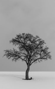 Preview wallpaper tree, minimalism, bw, lonely