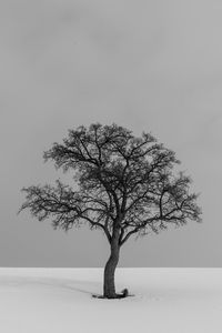 Preview wallpaper tree, minimalism, bw, lonely