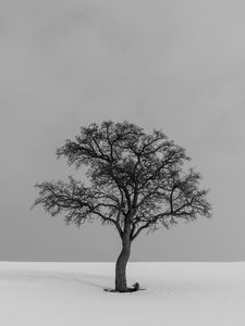 Preview wallpaper tree, minimalism, bw, lonely