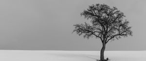 Preview wallpaper tree, minimalism, bw, lonely