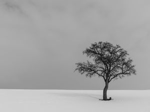 Preview wallpaper tree, minimalism, bw, lonely