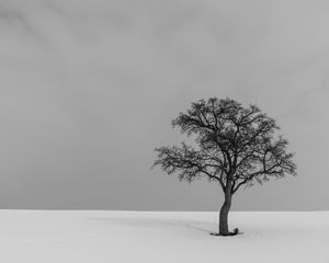 Preview wallpaper tree, minimalism, bw, lonely