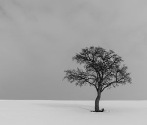 Preview wallpaper tree, minimalism, bw, lonely