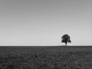 Preview wallpaper tree, minimalism, bw, horizon, field