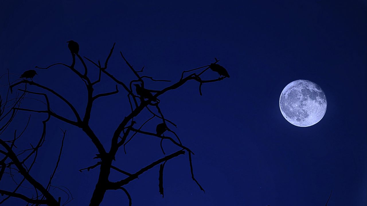 Wallpaper tree, moon, birds, night, dark