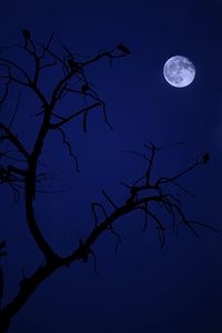 Preview wallpaper tree, moon, birds, night, dark