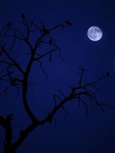 Preview wallpaper tree, moon, birds, night, dark