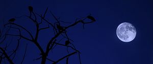 Preview wallpaper tree, moon, birds, night, dark