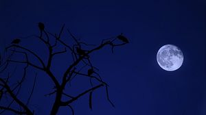 Preview wallpaper tree, moon, birds, night, dark