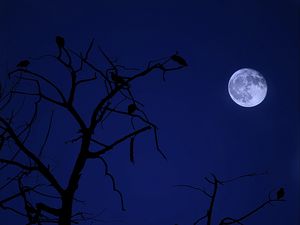 Preview wallpaper tree, moon, birds, night, dark