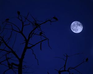 Preview wallpaper tree, moon, birds, night, dark