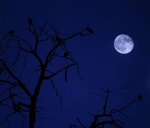 Preview wallpaper tree, moon, birds, night, dark