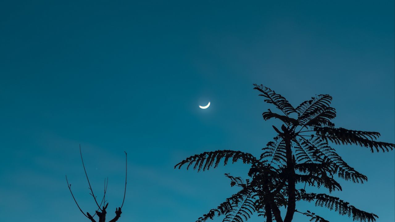 Wallpaper tree, moon, branches, sky