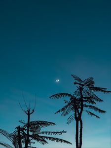 Preview wallpaper tree, moon, branches, sky