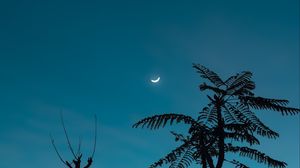 Preview wallpaper tree, moon, branches, sky