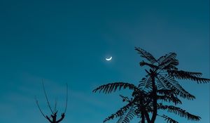 Preview wallpaper tree, moon, branches, sky