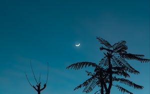 Preview wallpaper tree, moon, branches, sky