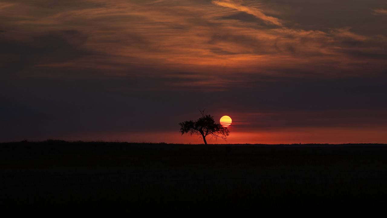 Wallpaper tree, moon, horizon, dark, night