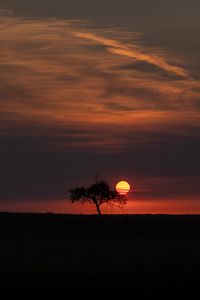 Preview wallpaper tree, moon, horizon, dark, night