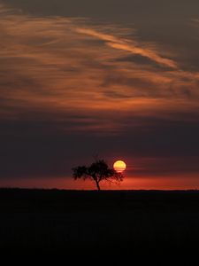 Preview wallpaper tree, moon, horizon, dark, night