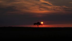 Preview wallpaper tree, moon, horizon, dark, night