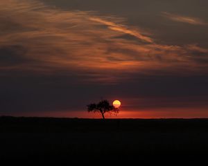 Preview wallpaper tree, moon, horizon, dark, night