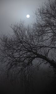 Preview wallpaper tree, moon, night, moonlight, dark