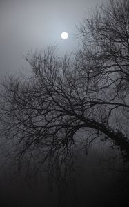 Preview wallpaper tree, moon, night, moonlight, dark